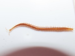 Strigamia branneri