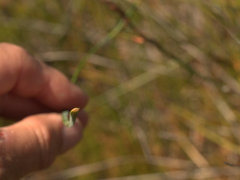 Eurychorda complanata