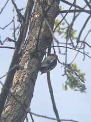 Sphyrapicus ruber
