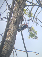 Sphyrapicus ruber