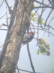 Sphyrapicus ruber