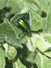 Metopoceris alternans