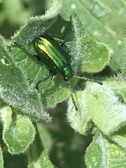 Metopoceris alternans