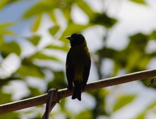 Black-headed Siskin (Spinus notatus), photo 7
