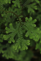 Selaginella diffusa