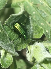 Metopoceris alternans