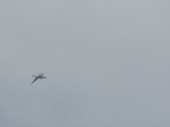 Larus brachyrhynchus