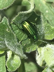 Metopoceris alternans