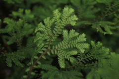 Selaginella diffusa