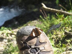 Adelpha ethelda eponina