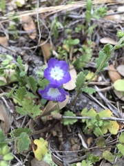 Phacelia patuliflora