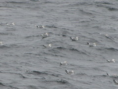Larus brachyrhynchus