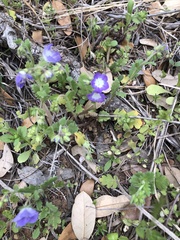 Phacelia patuliflora