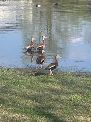Dendrocygna autumnalis