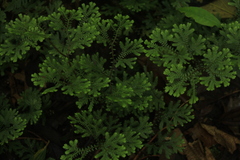 Selaginella diffusa