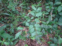 Trichilia havanensis