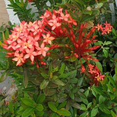 Ixora coccinea coccinea