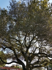 Quercus agrifolia agrifolia