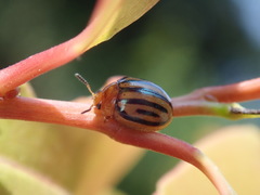 Plagiodera septemvittata