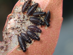 Plagiodera septemvittata