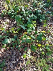 Hedera algeriensis