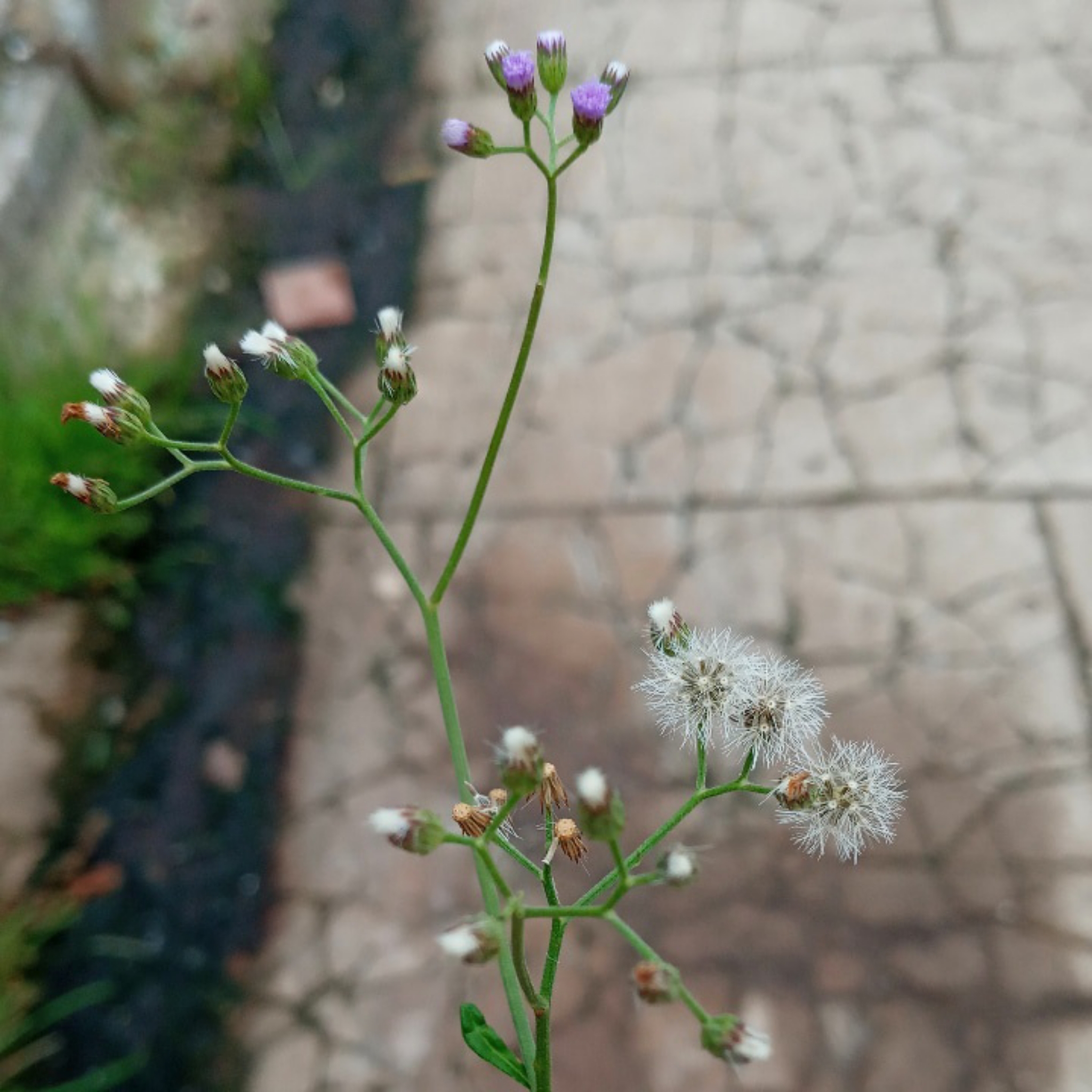 Cyanthillium cinereum