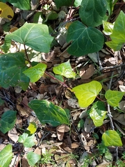 Hedera algeriensis