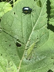 Metopoceris alternans