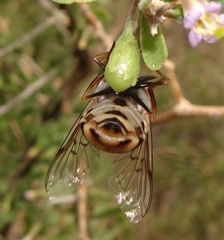 Copestylum isabellina