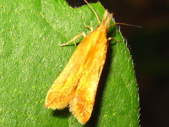 Dichomeris ustalella