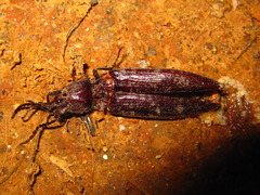 Pectocera fortunei