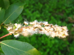 Salix chaenomeloides