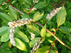 Salix chaenomeloides