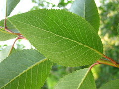 Salix chaenomeloides