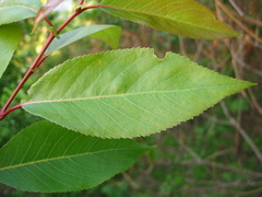 Salix chaenomeloides