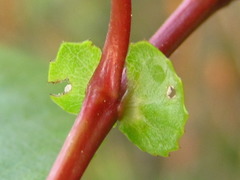Salix chaenomeloides