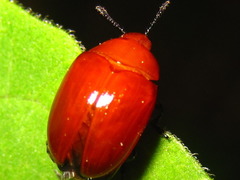 Neotriplax lewisii
