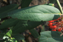 Psammisia graebneriana