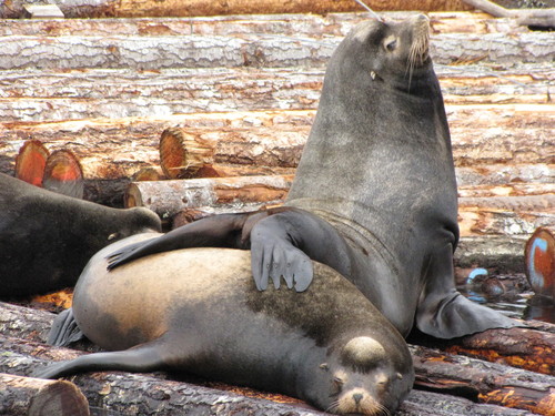 California sea lion