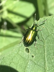 Metopoceris alternans