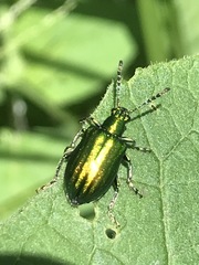 Metopoceris alternans