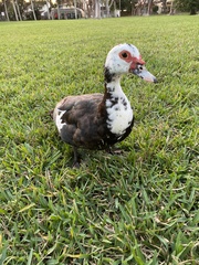 Cairina moschata domestica