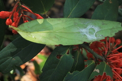 Psammisia graebneriana