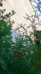 Argiope trifasciata