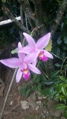 Laelia anceps