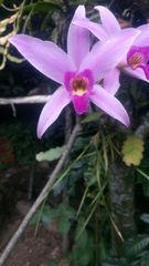 Laelia anceps