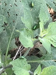 Metopoceris alternans