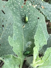 Metopoceris alternans