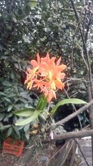 Prosthechea vitellina