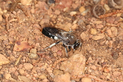 Bembix vespiformis